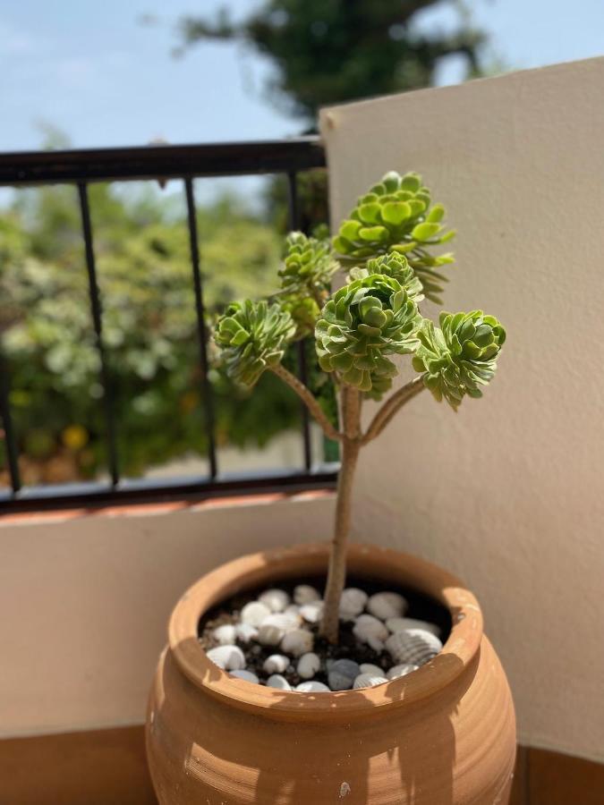 Las Palmeras 3, ネルハ エクステリア 写真